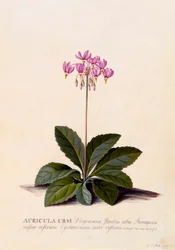 Aricula Ursi Shooting Star, ca. 1744 handgekleurde gravure