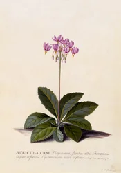 Aricula ursi, vallende ster, ca. 1744
