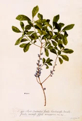 Bayberry of Mirte