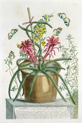 Cereus Minimus, c.1745