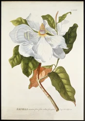 Magnolia Maxime Flore, ca. 1740-1770