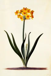 Narcissus, ca. 1745 handgekleurde gravure