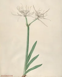 Pancratium, 1738-1770