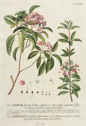 Plantae Selectae: Nr. 38