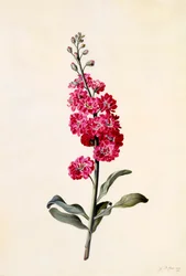 Stock Matthiola Incana, ca. 1746 handgekleurde gravure