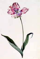 Tulp, ca. 1745 handgekleurde gravure