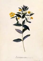 Gele Wederik, c.1760