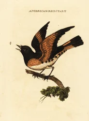 Amerikaanse roodstaart, Setophaga ruticilla