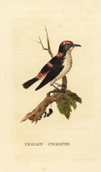Amerikaanse boomkruiper, Certhia americana