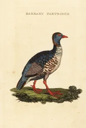 Berberse patrijs, Alectoris barbara