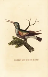 Zwartbuikkolibrie, Eupherusa nigriventris, vrouwtje