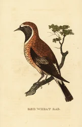 Zwartoor tapuit morf, Oenanthe hispanica stapazina