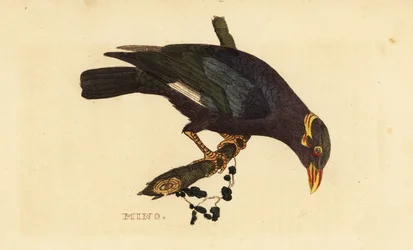 Kraagmyna, Acridotheres albocinctus