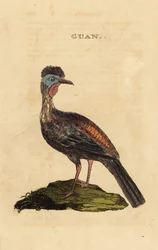 Kuifguan, Penelope purpurascens
