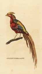 Goudfazant, Chrysolophus pictus