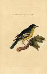 Groenrugvliegenvanger, Ficedula elisae