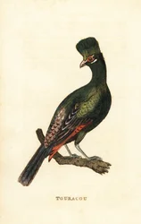Guineese toerako of groene toerako, Tauraco persa