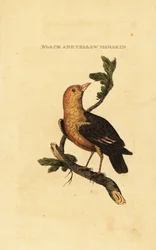 Oranjekopmanakin, Pipra aureola