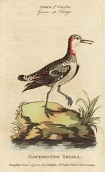 Roodnek phalarope, Phalaropus lobatus