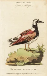 Steenloper, Arenaria interpres