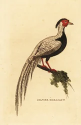 Zilverfazant, Lophura nycthemera