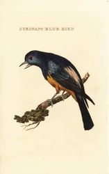 Zilverborst tangara, Tangara velia