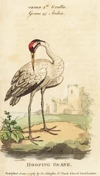 Roerdomp, Grus americana