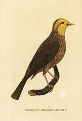 Geelgors, Pheucticus chrysopeplus
