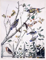 Roodborstje, koolmees (mannetje en vrouwtje) en pimpelmees (mannetje en vrouwtje), c.1841