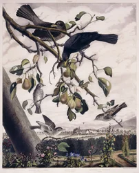 Gevlekte Vliegenvanger (Mannelijk en Vrouwelijk), Merel (Mannelijk en Vrouwelijk) en Gevlekte Vliegenvanger (Jong), ca. 1841