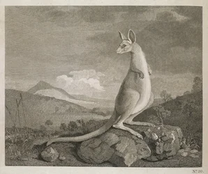 Een dier gevonden aan de kust van Nieuw-Holland genaamd Kangoeroe