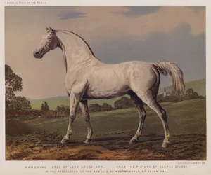 Nambrino, gefokt door Lord Grosvenor, in het bezit van de Markies van Westminster, op Eaton Hall
