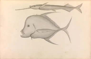Verslag van Commodore George Anson