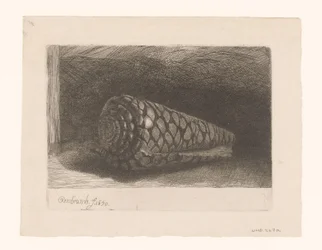 De schelp