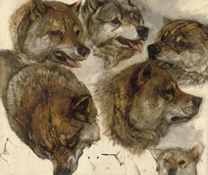 Studies van huskykoppen