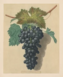 Pomona Britannica: Nr. 52 - Black Prince Druif