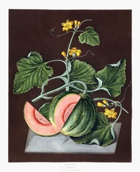 Pompoen, 1812