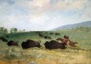 Een Osage-indiaan die een buffel likt