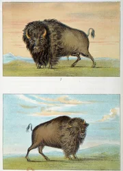 Bizon, mannetje en vrouwtje, Verenigde Staten. Illustratie door George Catlin (1794-1872)