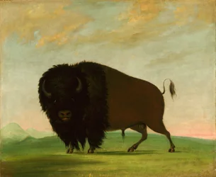 Buffelstier, grazen op de prairie
