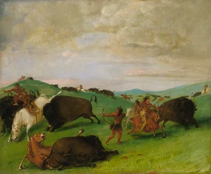Buffeljacht, stieren vechten met mannen en paarden.