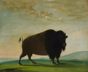 Buffelkoe, grazen op de prairie