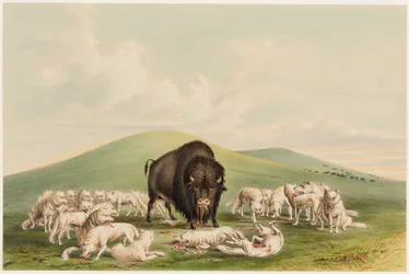 Buffeljacht, witte wolven vallen een buffelstier aan