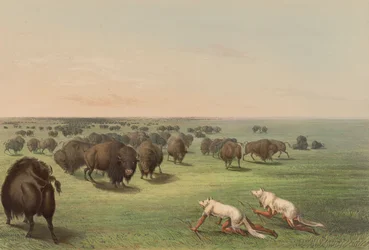 Buffalojacht, met wolvenhuid, plaat 13 uit het North American Indian Portfolio