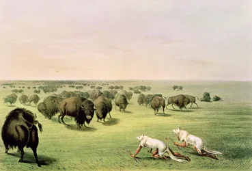 Jacht op bizons, gecamoufleerd met wolvenhuiden, ca. 1832