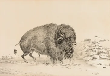 Zwaar gewonde buffel - nr. 16
