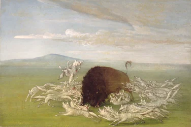 Witte wolven vallen een buffelstier aan
