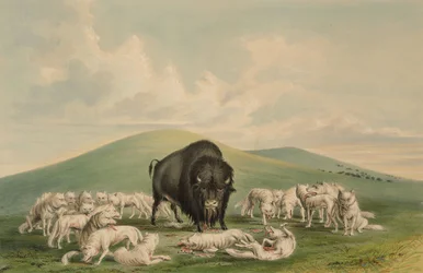 Witte wolven vallen een bizonstier aan