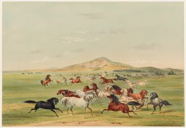 Spelende wilde paarden