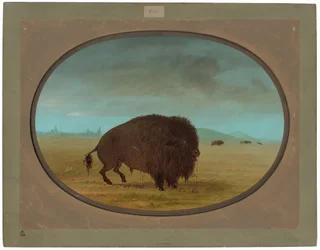 Gewonde buffelstier